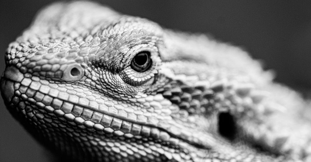 Réptil Legalizado no Lar: Dicas Educativas para Ensinar as Crianças a Respeitar Animais Silvestres